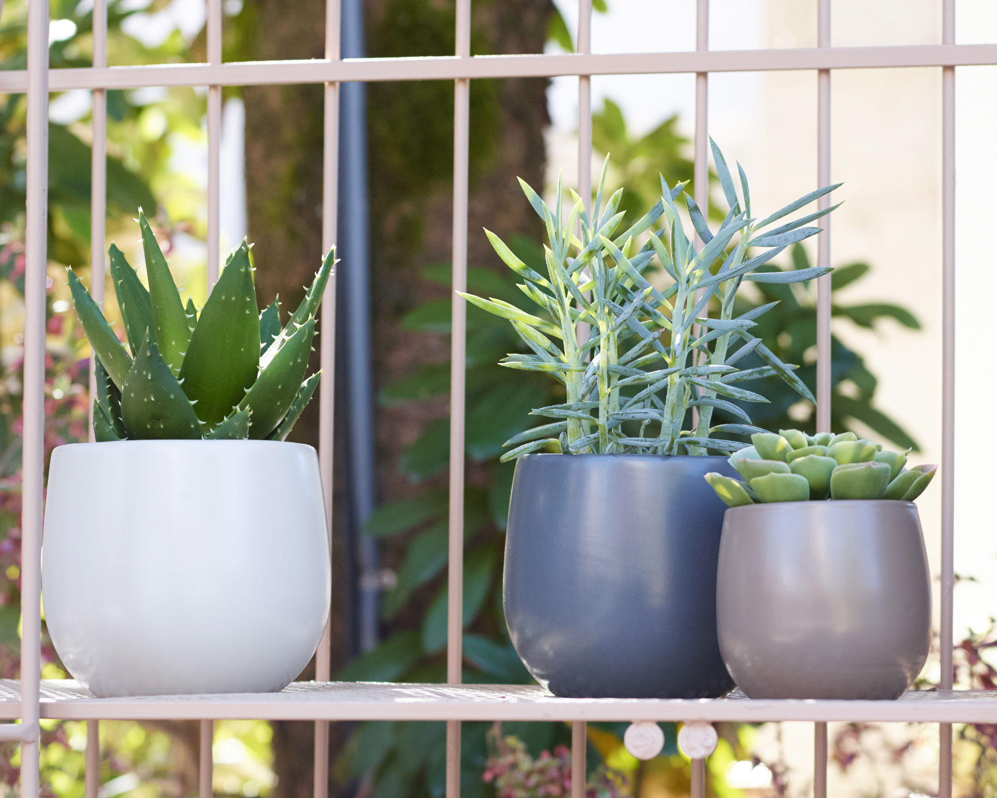 Vitoria Pot