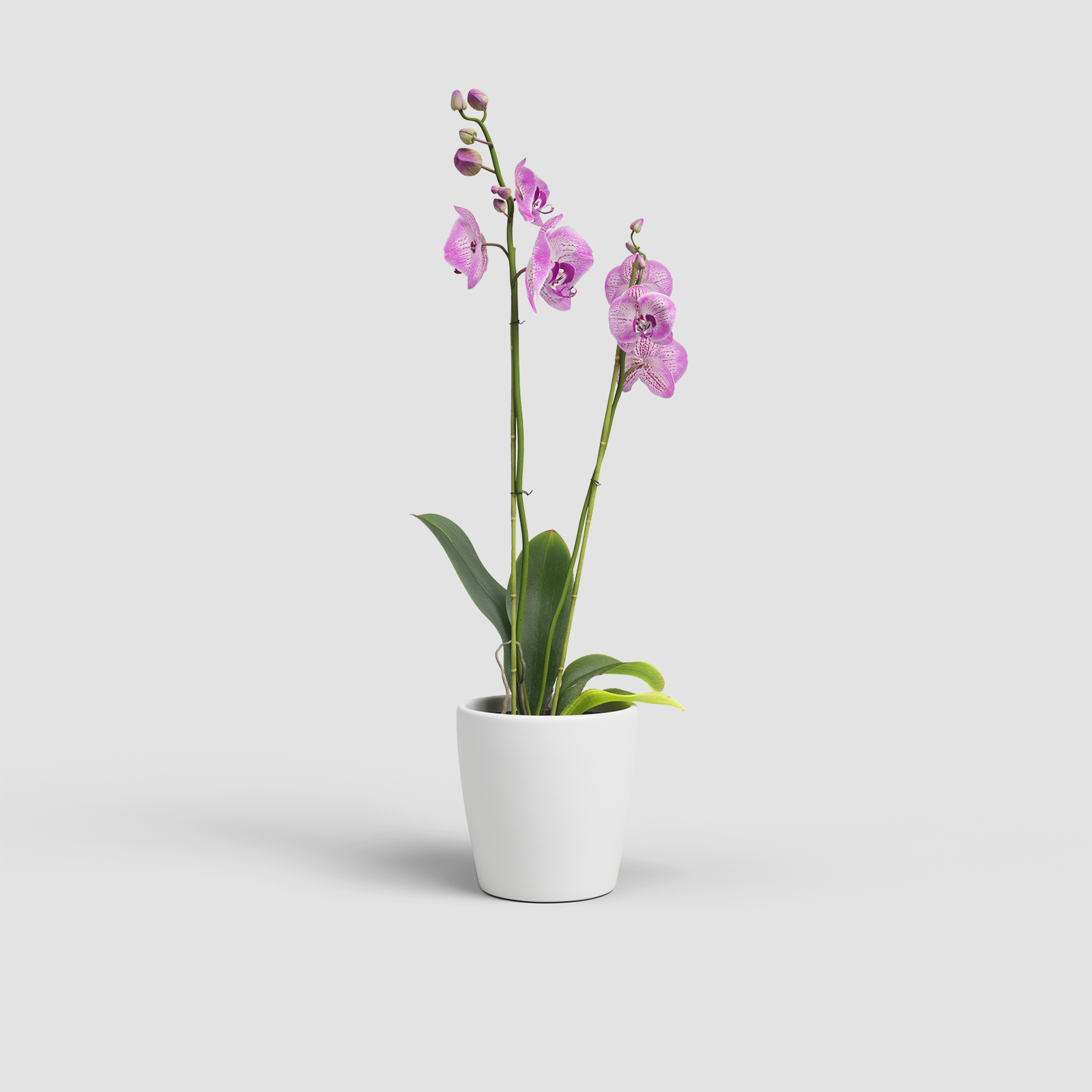 Thalia Orchid Pot