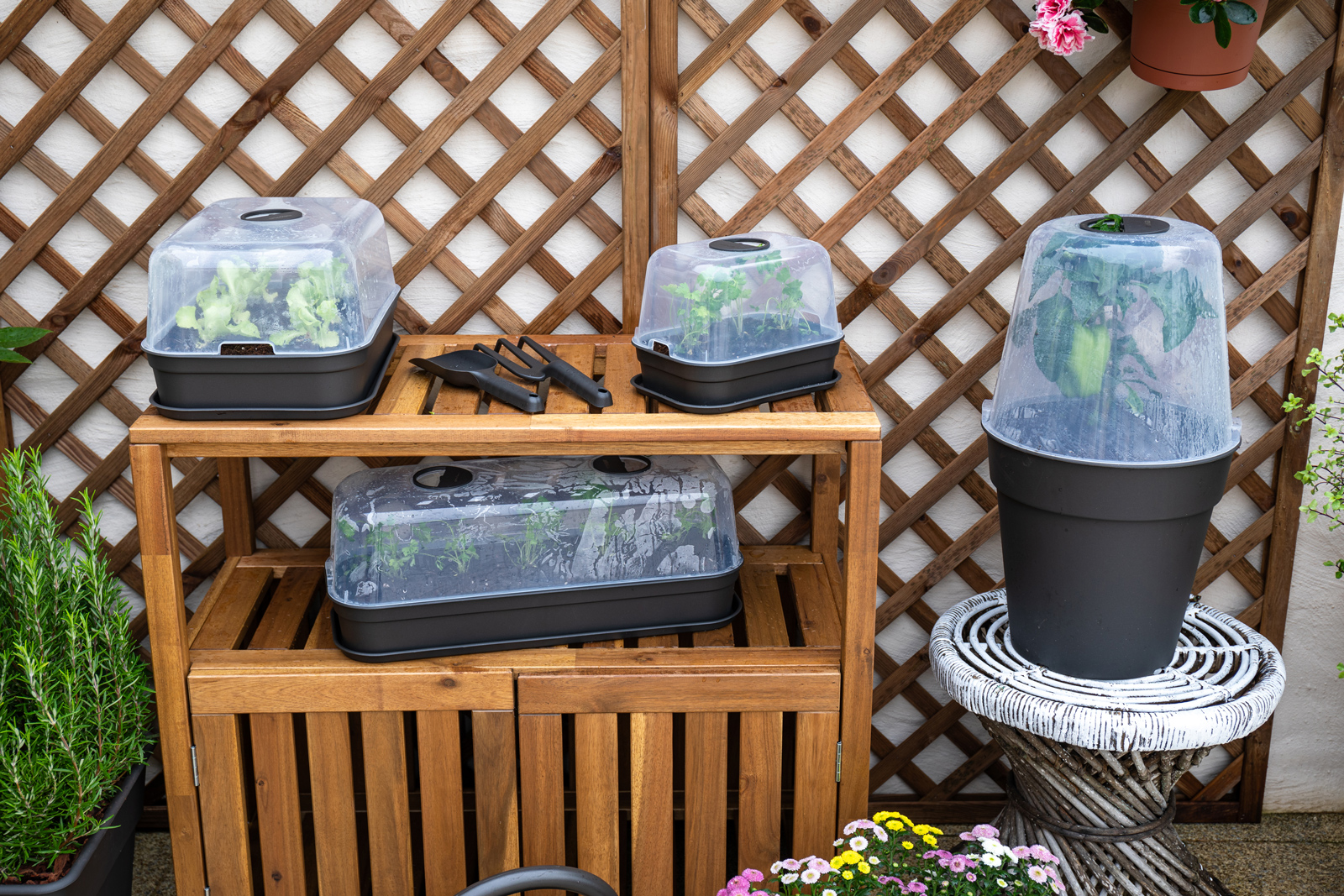 Madagascar To Grow Tray S