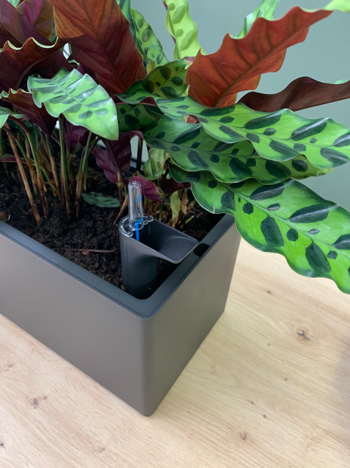 Rimini Plant Box Self Watering System