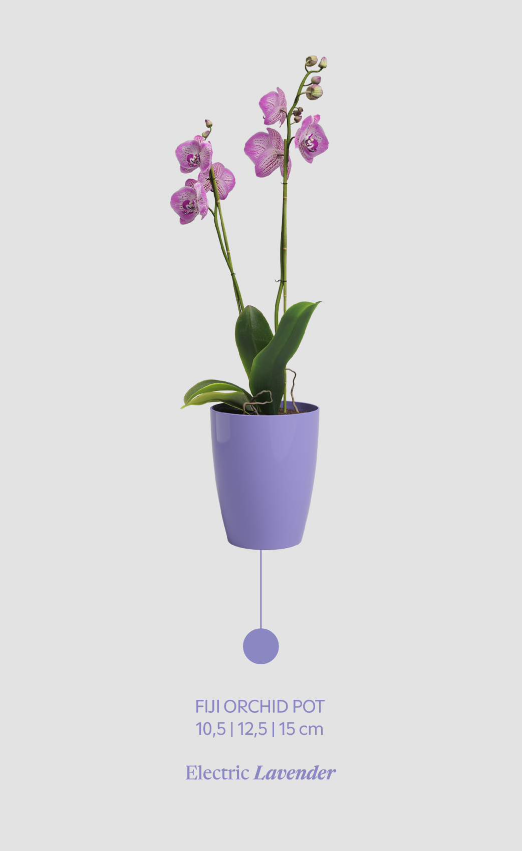 Fiji Orchid Pot