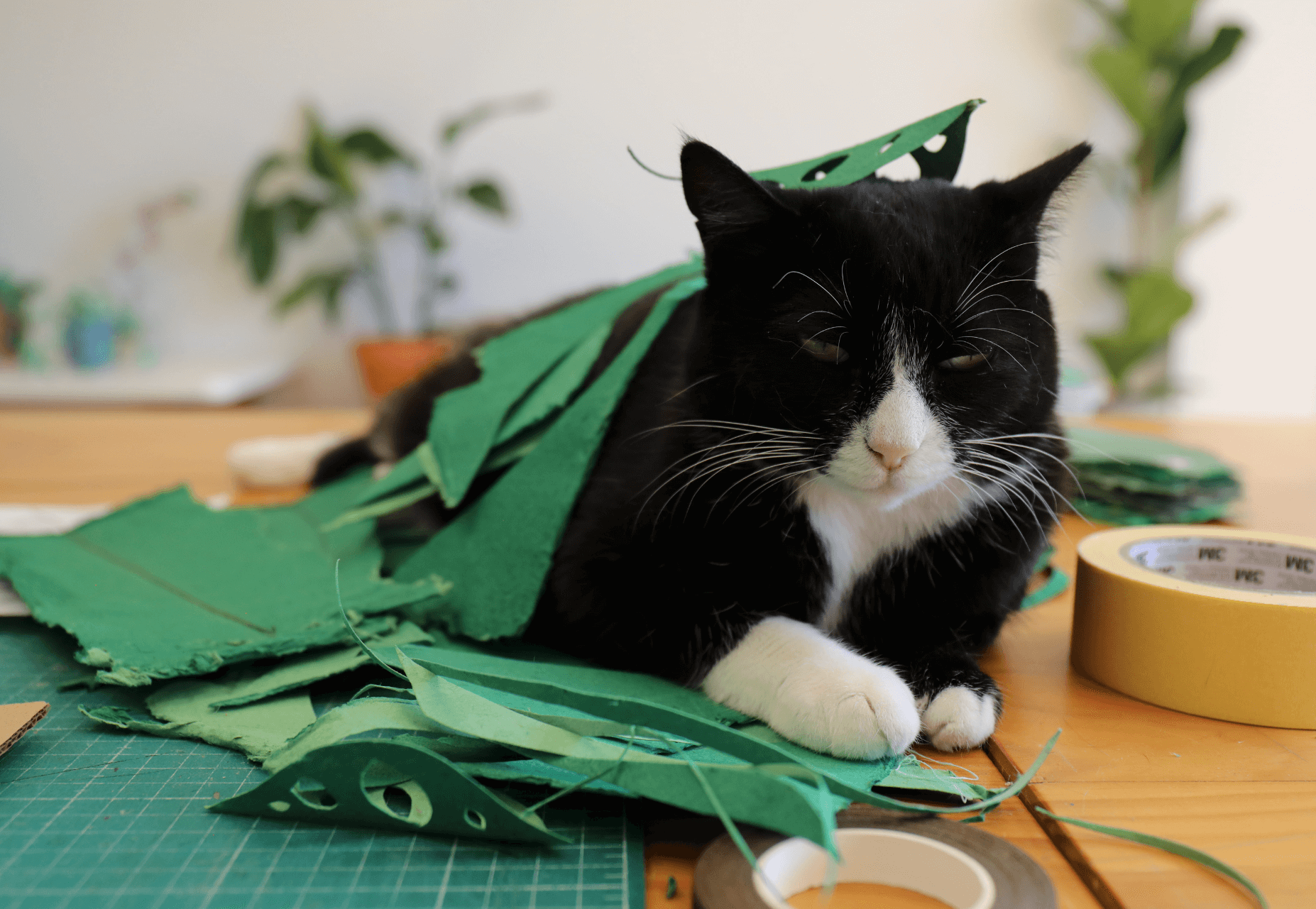 Papel que floresce: uma parceria com Oupas! Design